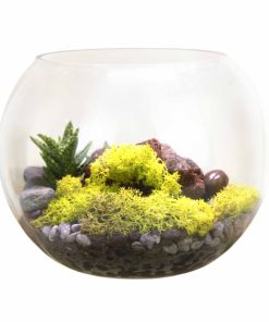 Terrariums and Succulents