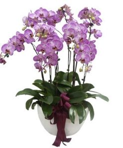 Purple Grand Phalaenopsis Arrangement by FARM Florist Singapore