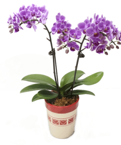 Purple Phalaenopsis Multiple Pot