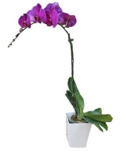Purple Phalaenopsis Potted Orchid by FARM Florist Singapore