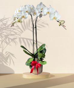 White Orchid Phalaenopsis Arrangement Potted Plant