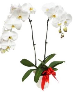White Orchid Phalaenopsis Arrangement by FARM Florist Singapore