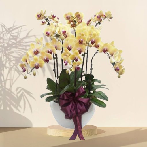 Yellow Grand Orchid Phalaenopsis Arrangement Potted Plant