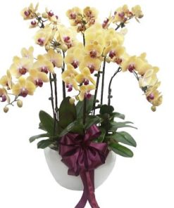 Yellow Orchid Phalaenopsis Arrangement by FARM Florist Singapore