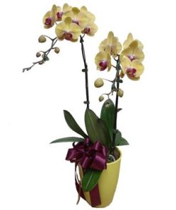 Yellow Orchid Phalaenopsis in yellow pot by FARM Florist Singapore