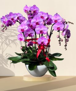 Purple Grand Orchid Phalaenopsis Arrangement Potted Plant