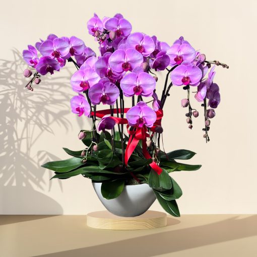 Purple Grand Orchid Phalaenopsis Arrangement Potted Plant