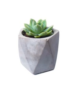 Arvex Concrete Pot with Succulent