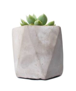 Arvex Concrete Pot with Succulent
