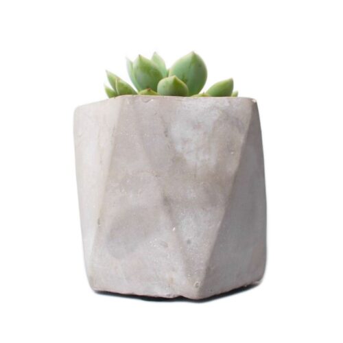 Arvex Concrete Pot with Succulent