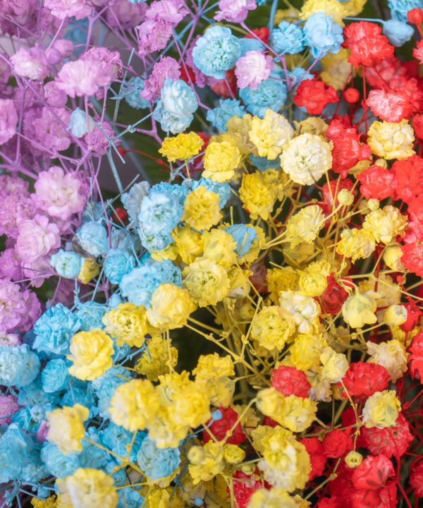 Rainbow Baby's Breath Bloom Box by Farmflorist Close-up