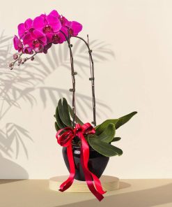 Purple Orchid Arrangement Potted Plant