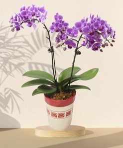 Purple Orchid Phalaenopsis Arrangement Potted Plant