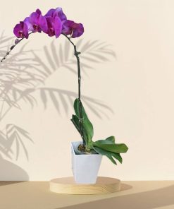 Serene Delight - Purple Orchid Phalaenopsis Arrangement Potted Plant