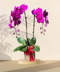 Joyful Blessing - Purple