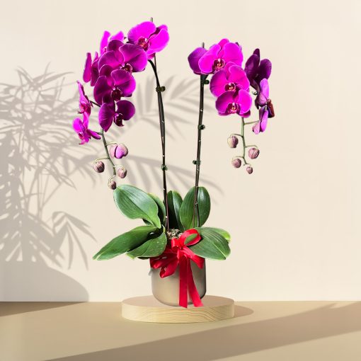 Joyful Blessing - Purple
