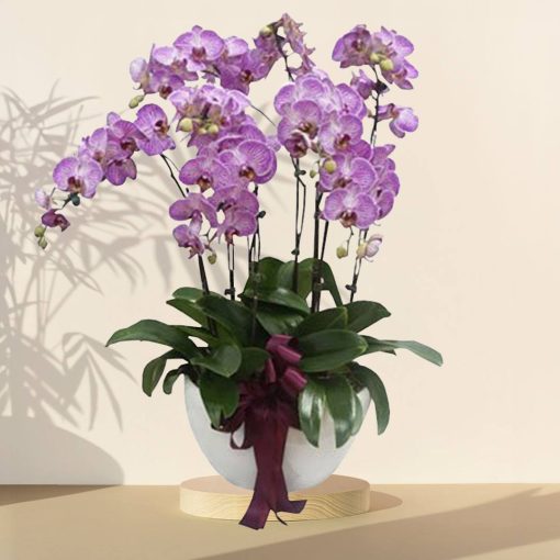 Joyful Blessing - Purple - Image 5