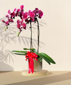Joyful Blessing - Pink