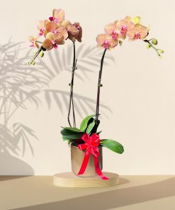 Joyous Orchid Phalaenopsis