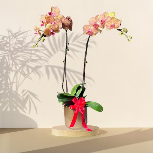 Joyous Orchid Phalaenopsis