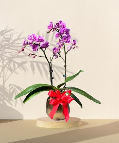 Mini Orchid Phalaenopsis - Purple