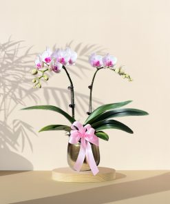 Mini Orchid Phalaenopsis - Pink