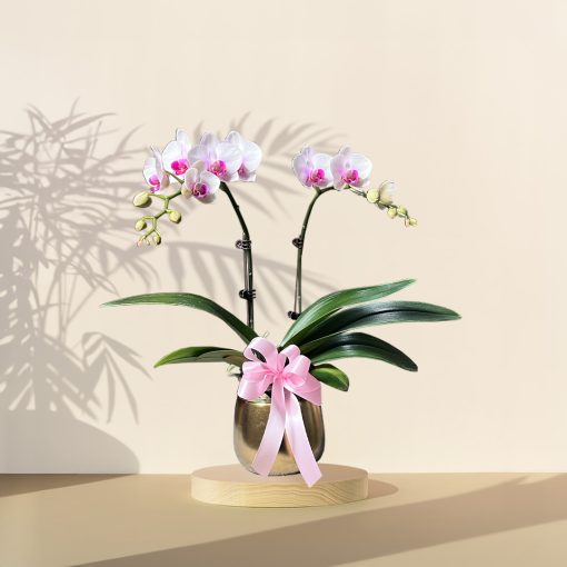 Mini Orchid Phalaenopsis - Pink