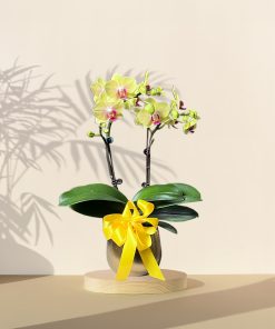 Mini Orchid Phalaenopsis - Yellow