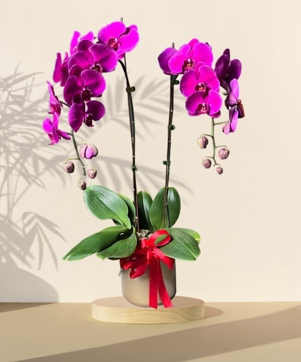 Joyful Blessing - Purple