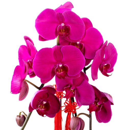 Joyful Blessing - Purple - Image 7