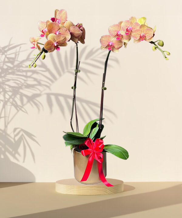 Joyous Orchid Phalaenopsis