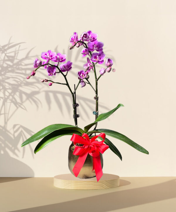 Mini Orchid Phalaenopsis - Purple
