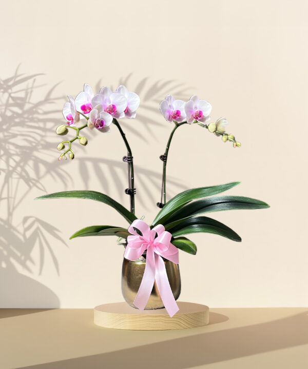 Mini Orchid Phalaenopsis - Pink – HARI RAYA SPECIAL