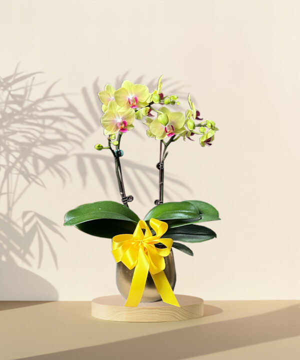 Mini Orchid Phalaenopsis - Yellow