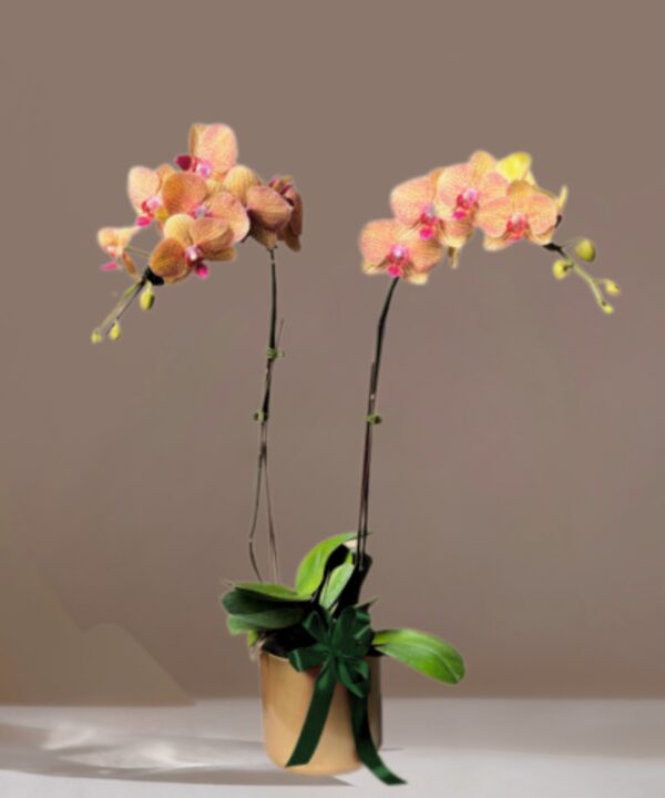 Orange Potted Orchids – HARI RAYA SPECIAL