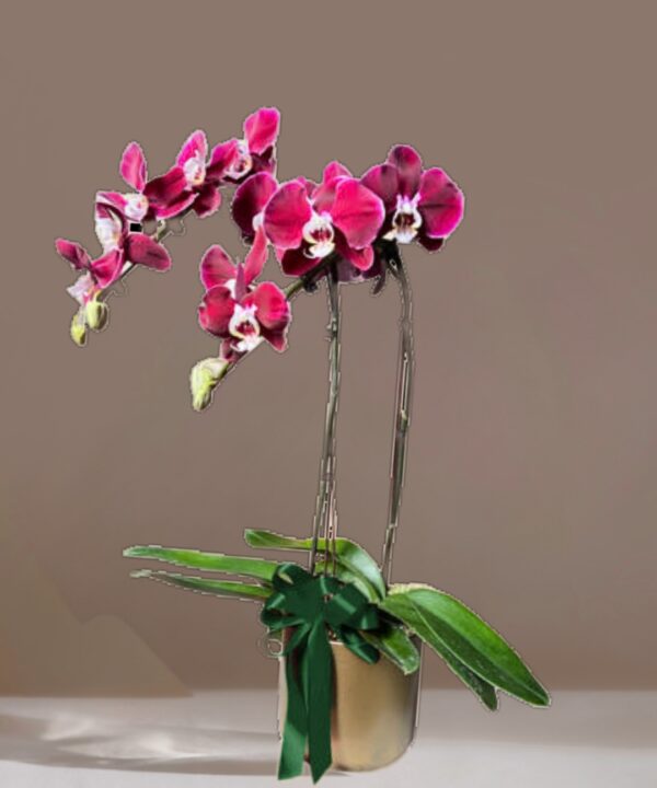 Pink Potted Orchids – HARI RAYA SPECIAL