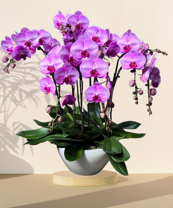 Purple Grand Potted Orchids – HARI RAYA SPECIAL