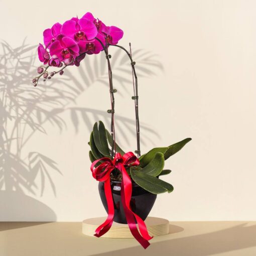 Purple Orchid Arrangement Potted Plant