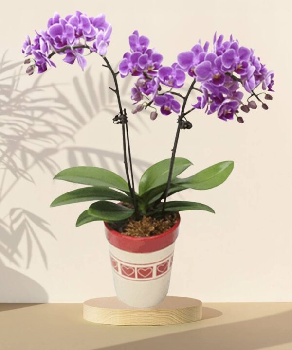 Purple Orchid Phalaenopsis Arrangement Potted Plant – HARI RAYA SPECIAL