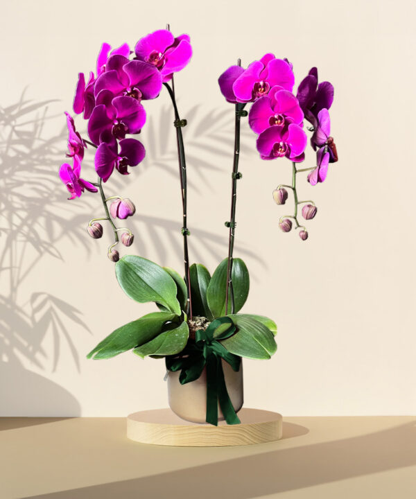 Purple Potted Orchids – HARI RAYA SPECIAL