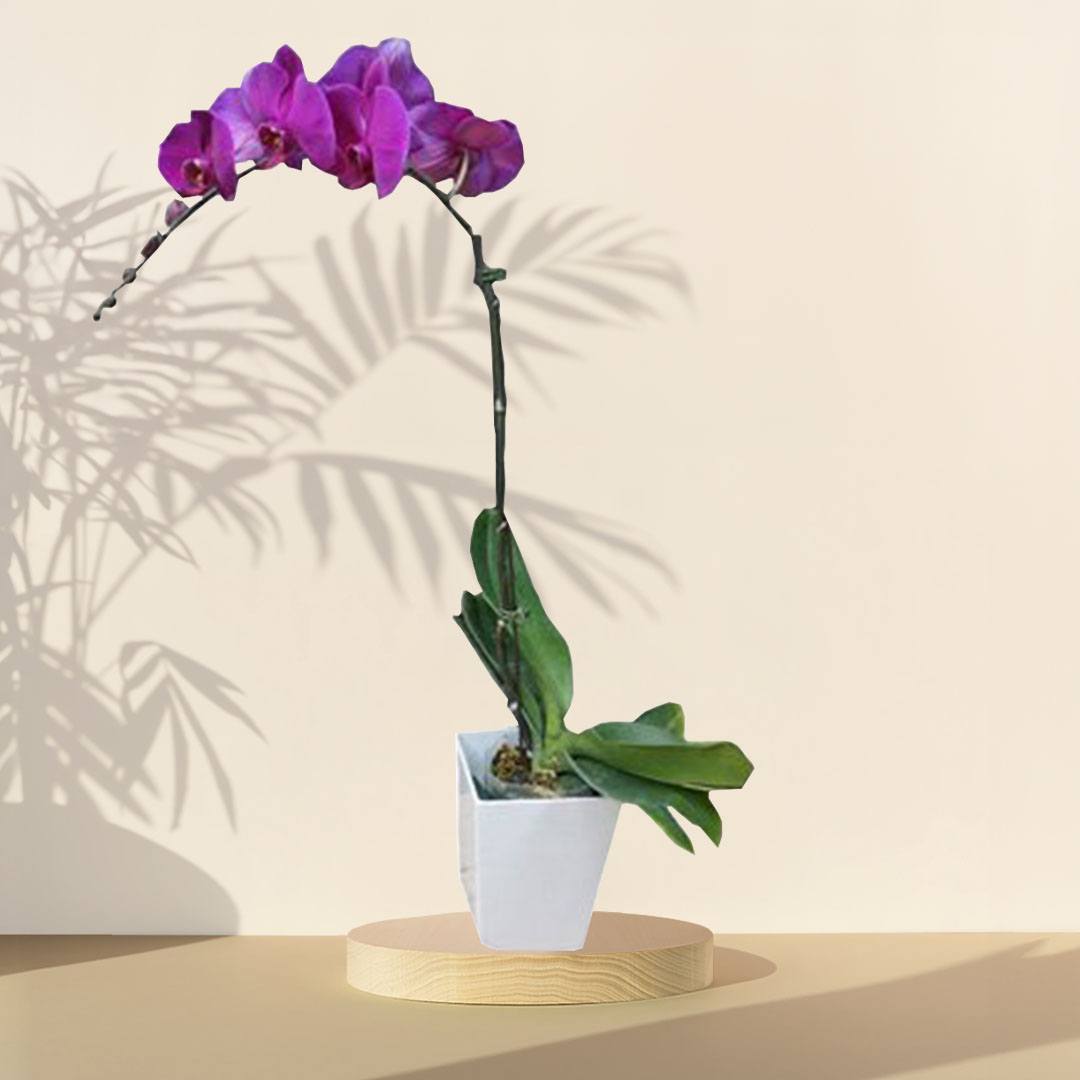 Serene Delight - Purple Orchid Phalaenopsis Arrangement Potted Plant – HARI RAYA SPECIAL