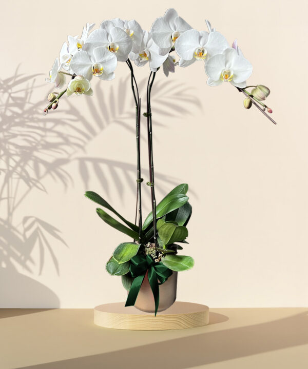 White Potted Orchids – HARI RAYA SPECIAL