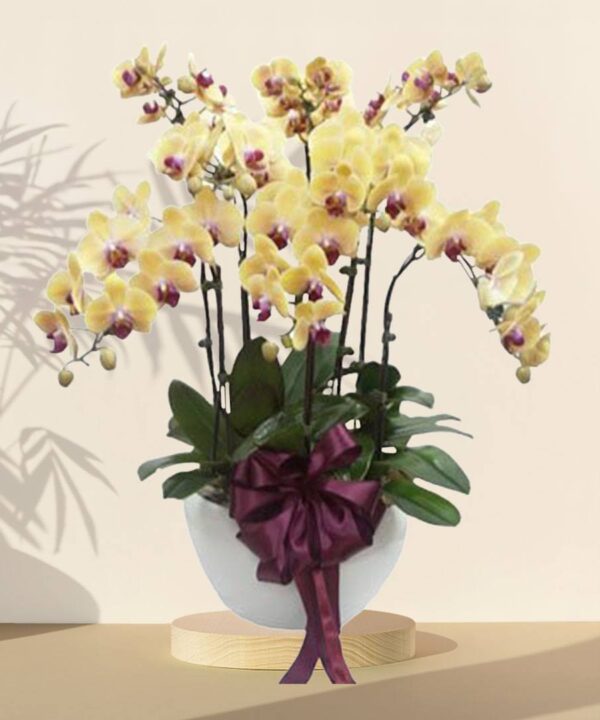 Yellow Grand Orchid Phalaenopsis Arrangement Potted Plant – HARI RAYA SPECIAL