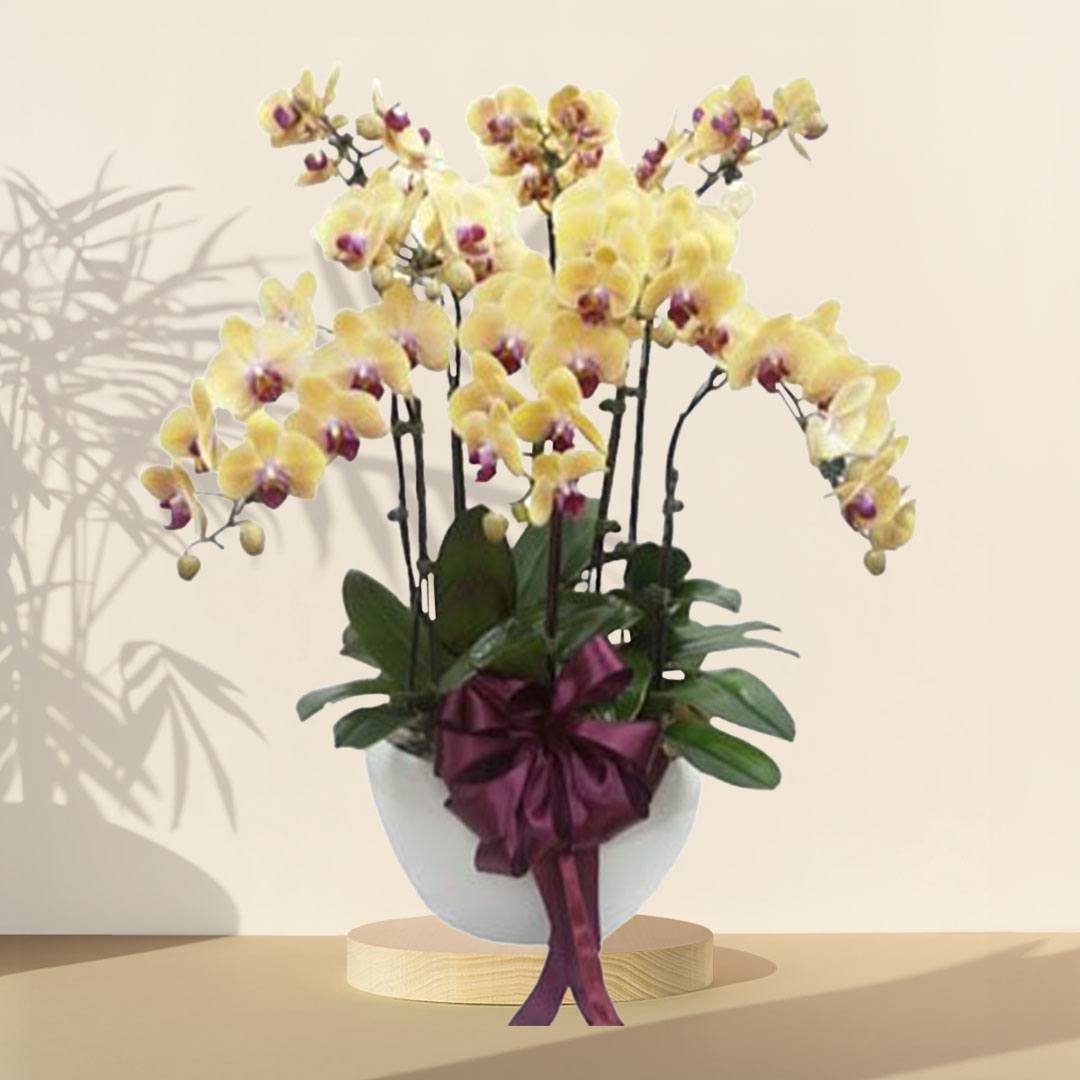 Yellow Grand Orchid Phalaenopsis Arrangement Potted Plant – HARI RAYA SPECIAL