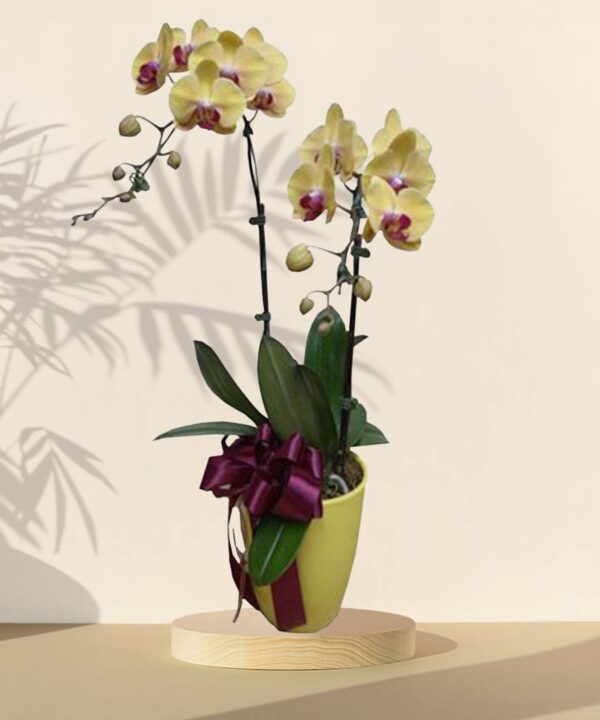 Yellow Orchid Phalaenopsis Arrangement Potted Plant – HARI RAYA SPECIAL